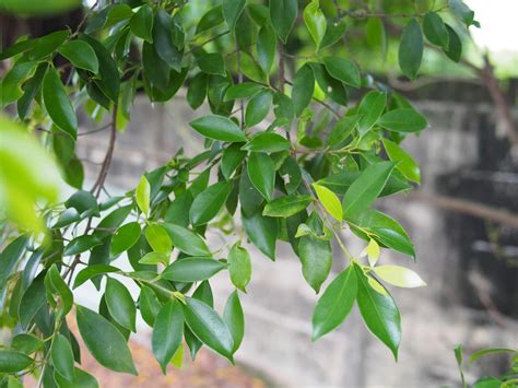 帶什麼可以避邪|各種避邪植物：抹草（茉草）、榕樹葉、芙蓉葉 – G.